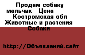 Продам собаку .мальчик › Цена ­ 3 000 - Костромская обл. Животные и растения » Собаки   